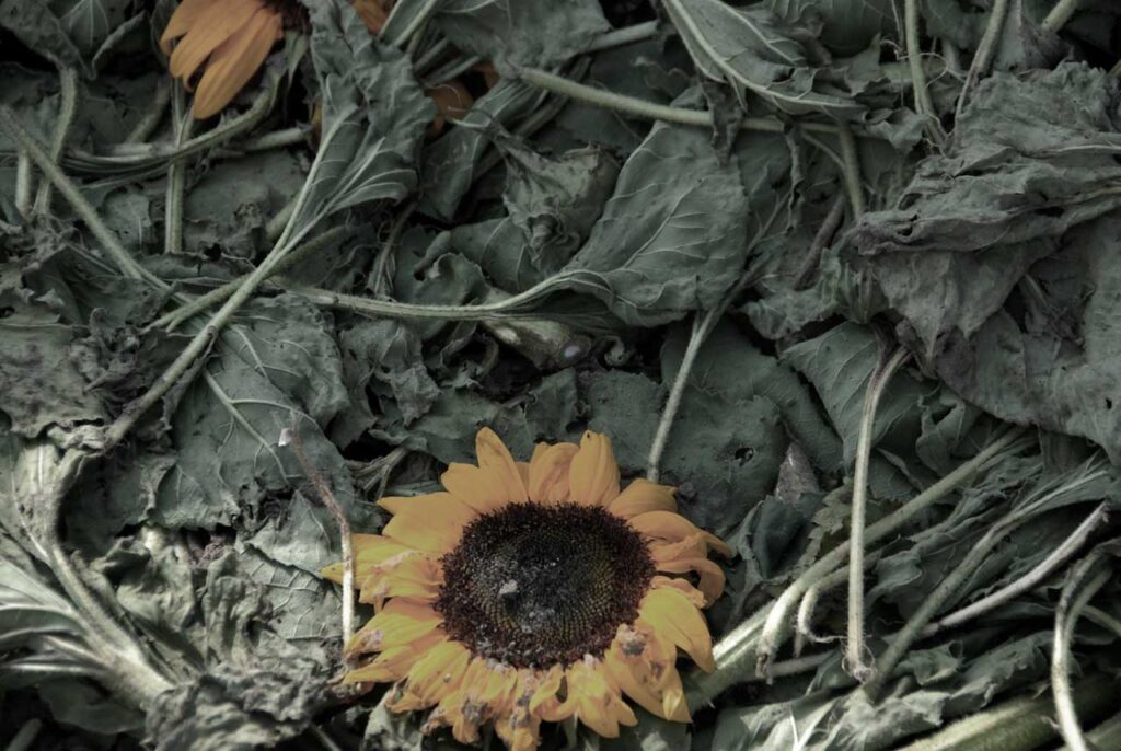 Monika M. Seibel Fotografie