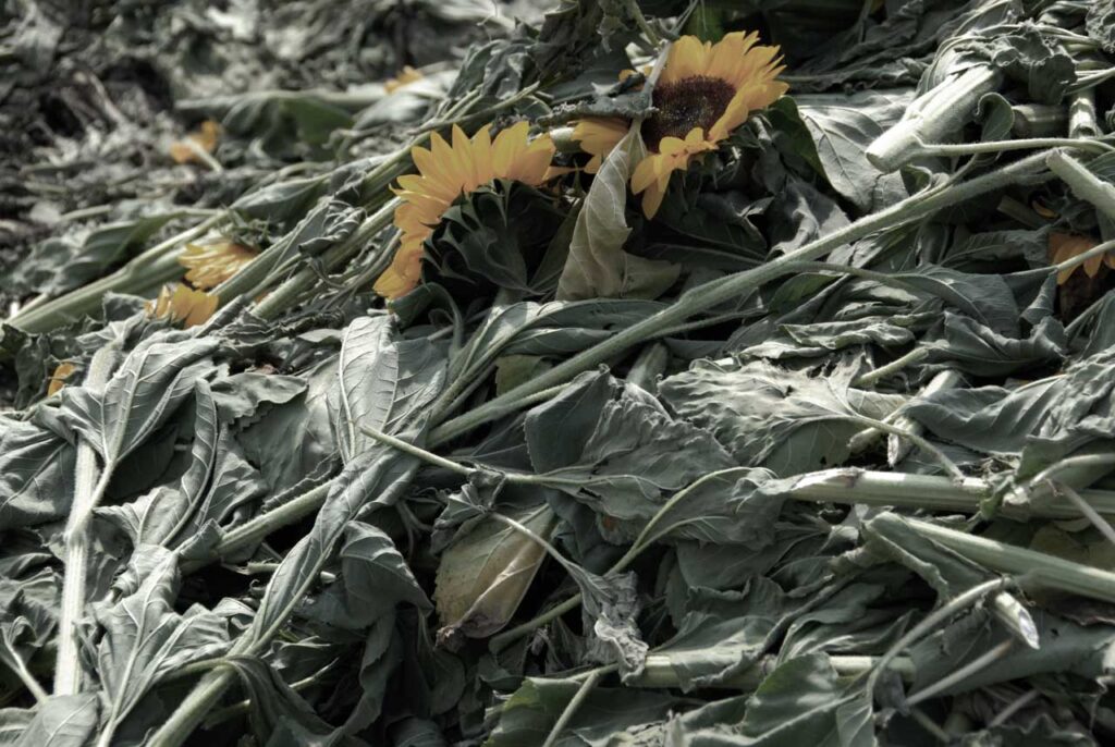 Monika M. Seibel Fotografie